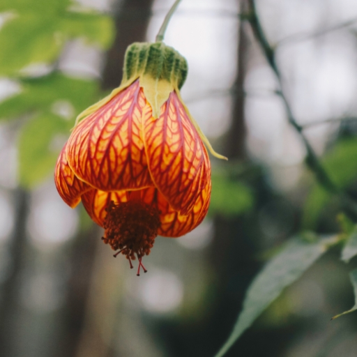 Abutilon (Flowering Maple)