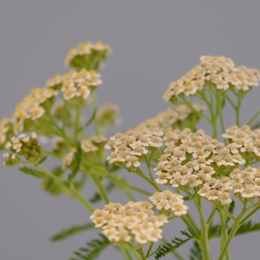 Achillea (Yarrow)