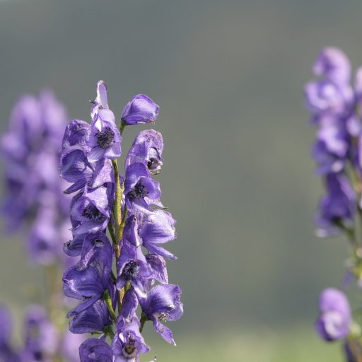 Aconite (Monkshood)