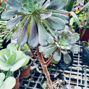 Aeonium Arboreum