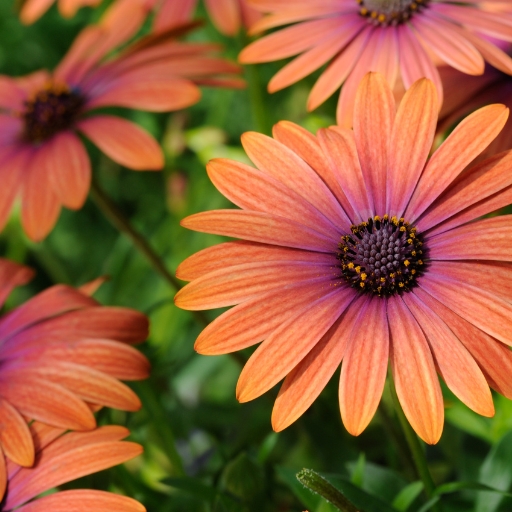 African Daisy