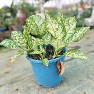 Aglaonema Snow White