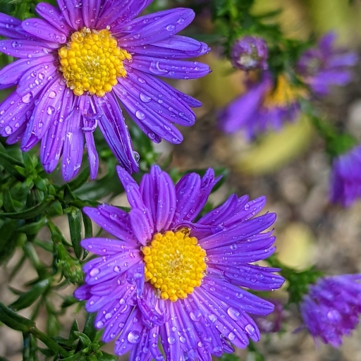 Alpine Aster