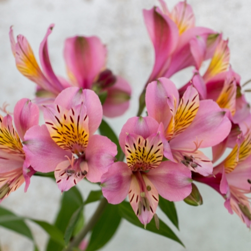 Alstroemeria (Peruvian Lily)