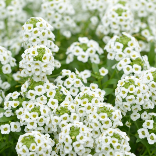 Alyssum (Sweet Alyssum)