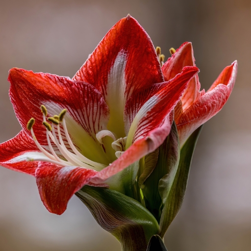 Amaryllis