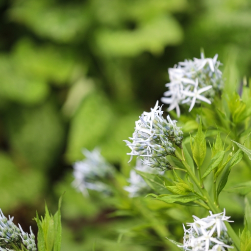 Amsonia (Bluestar)