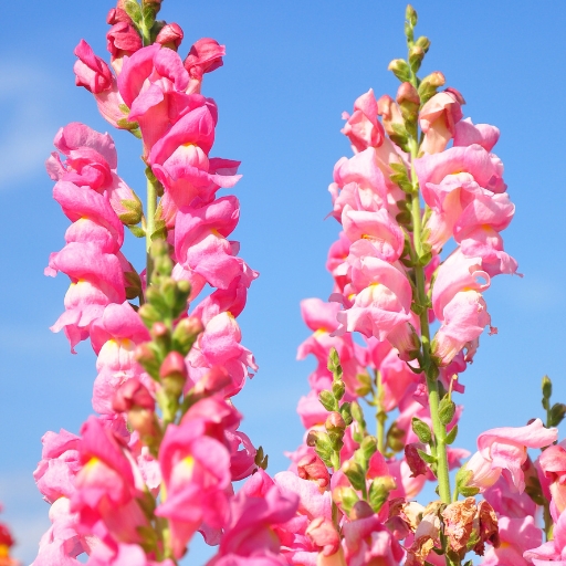 Antirrhinum (Snapdragon)