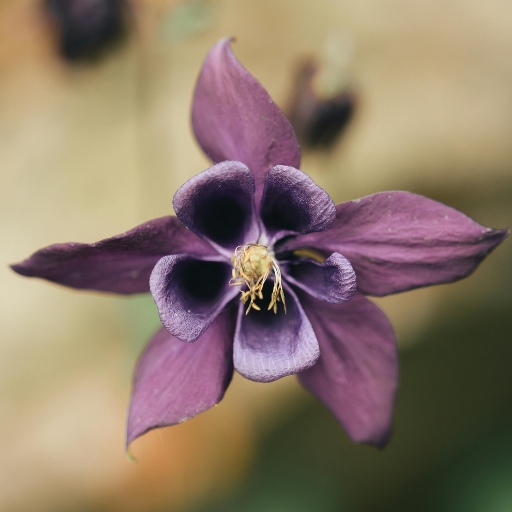 Aquilegia (Columbine)