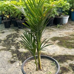 Areca Palm