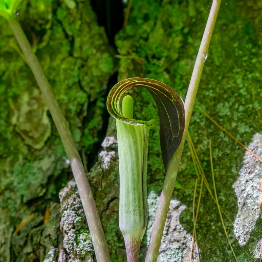 Arisaema (Jack-in-the-Pulpit)