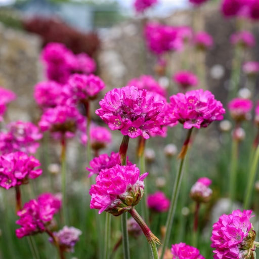 Armeria (Sea Thrift)