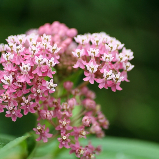 Asclepias (Milkweed)