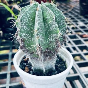 Astrophytum Ornatum Cactus – Star Cactus Succulent Plant for Indoor Collection