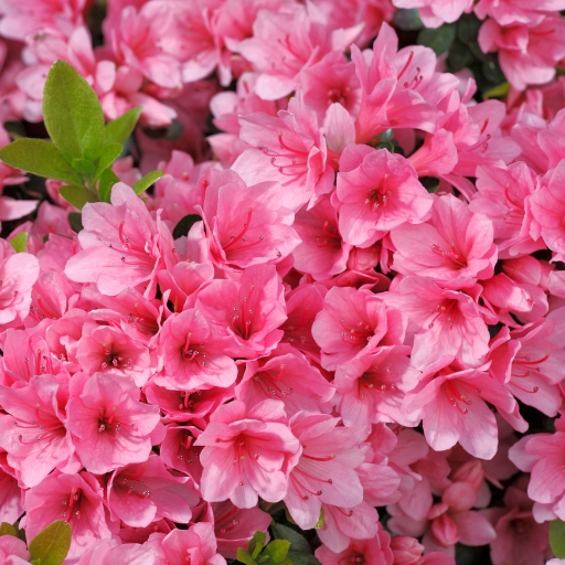 Azalea