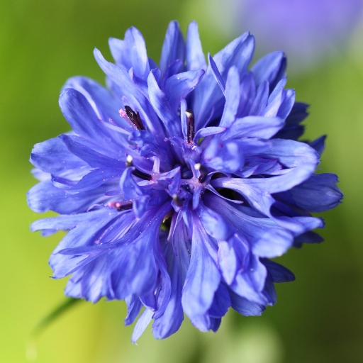 Bachelor's Button (Cornflower)
