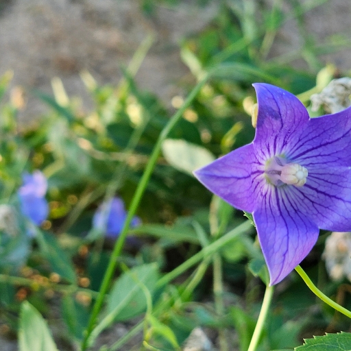 Balloon Flower