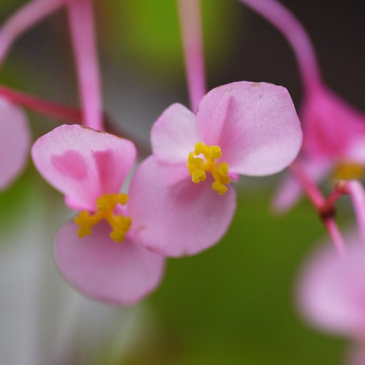 Begonia