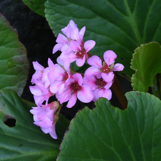 Bergenia