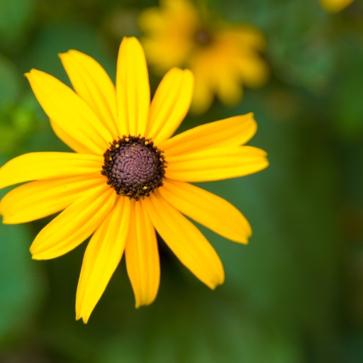 Black-eyed Susan