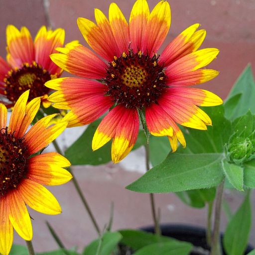 Blanket Flower
