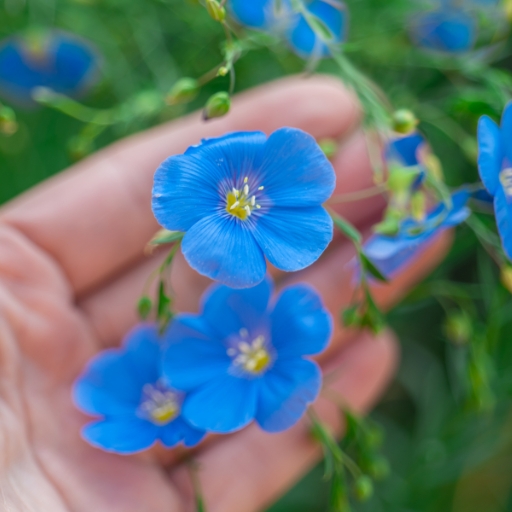 Blue Flax