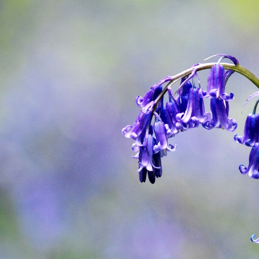 Bluebell