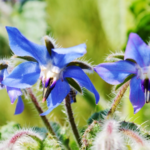 Borage