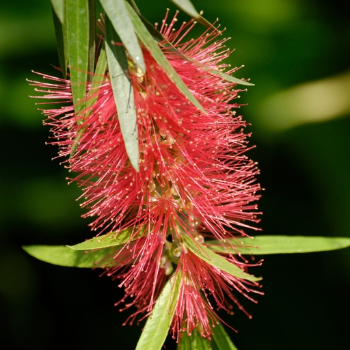 Bottlebrush Flower