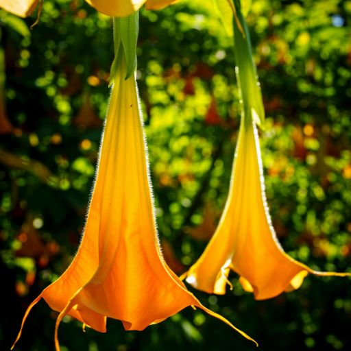 Brugmansia (Angel’s Trumpet)