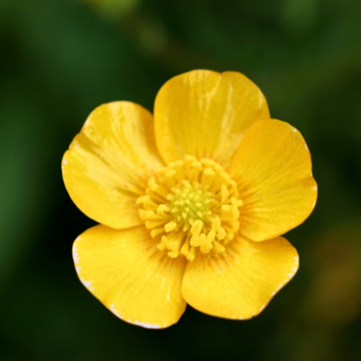 Buttercup