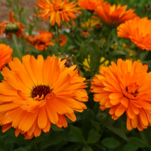 Calendula (Pot Marigold)