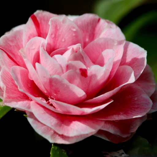 Camellia