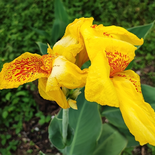 Canna Lily