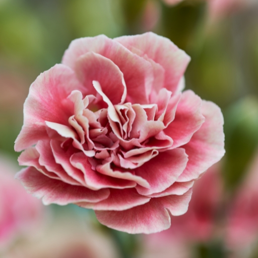 Carnation