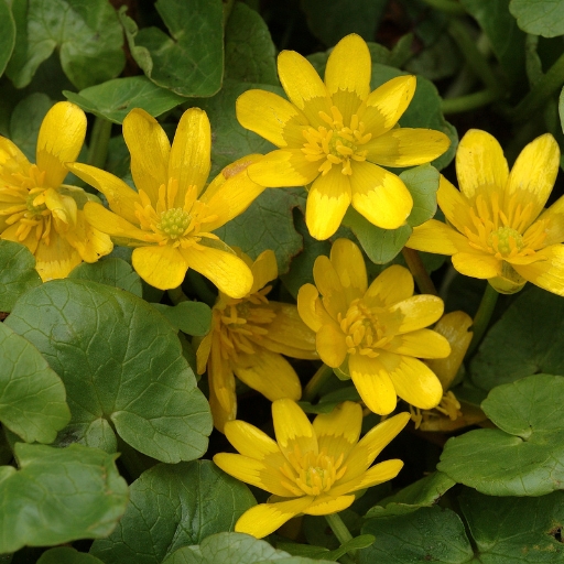 Celandine
