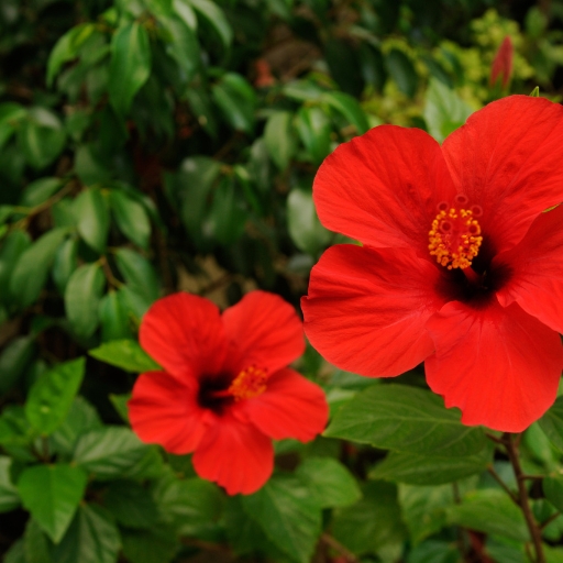 Chinese Hibiscus
