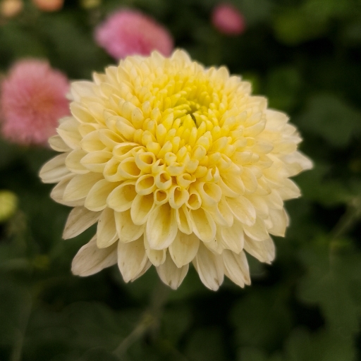 Chrysanthemum