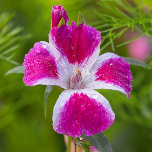 Clarkia