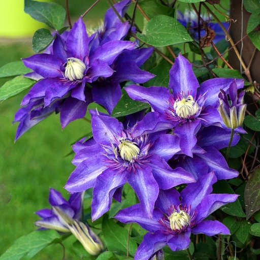 Clematis
