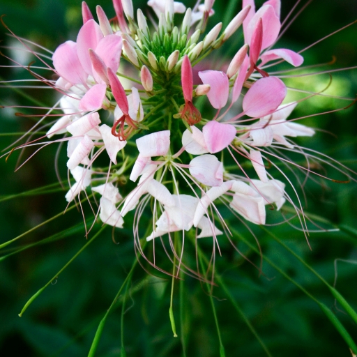 Cleome (Spider Flower)
