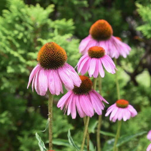 Coneflower