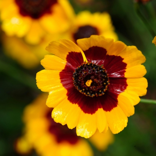 Coreopsis