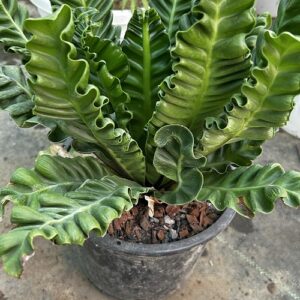 Crispy Wave Bird’s Nest Fern