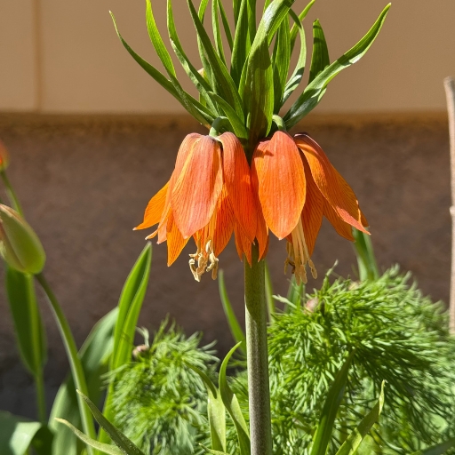 Crown Imperial