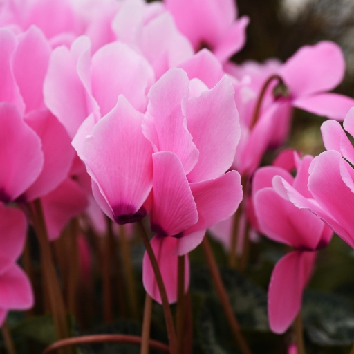Cyclamen