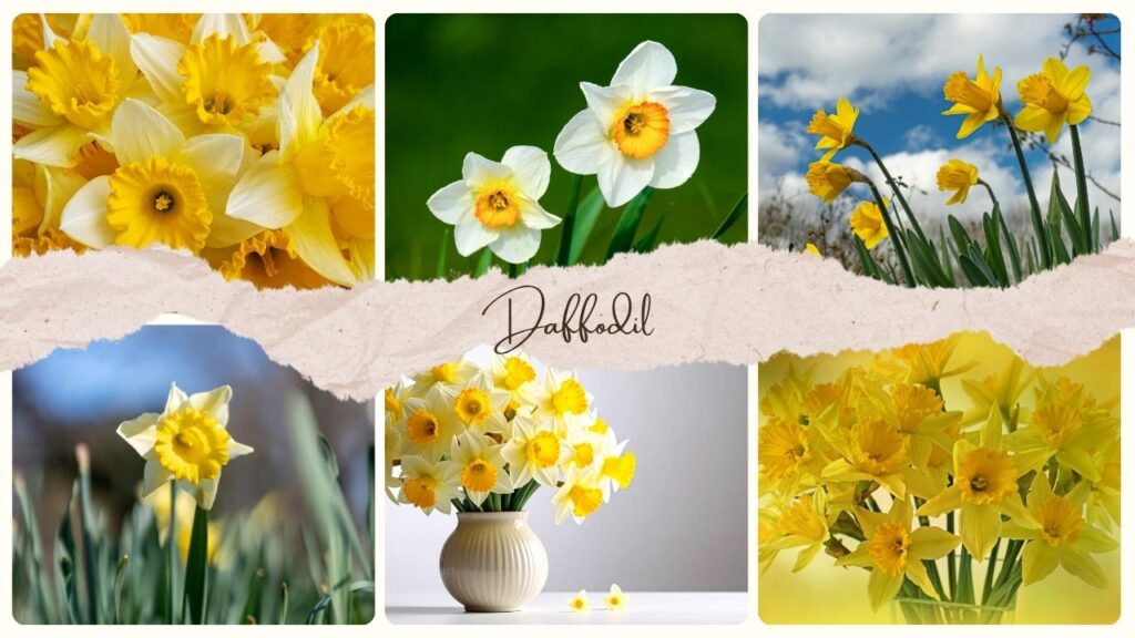 Daffodil Flower