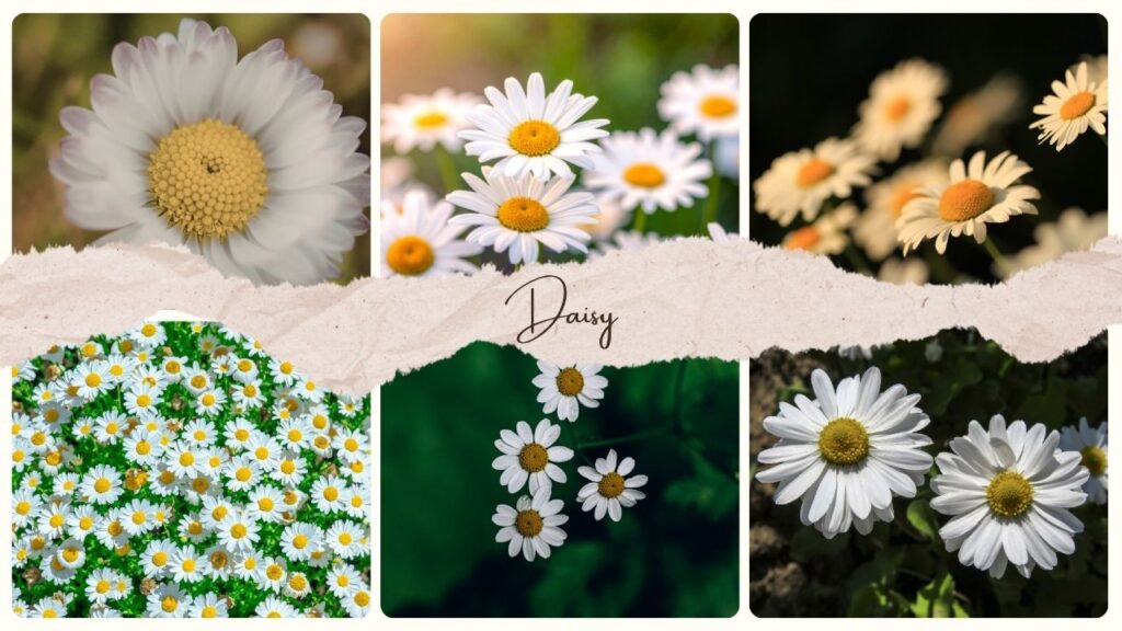 Daisy Flower