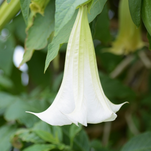 Datura (Angel’s Trumpet)