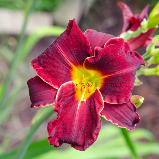 Daylily